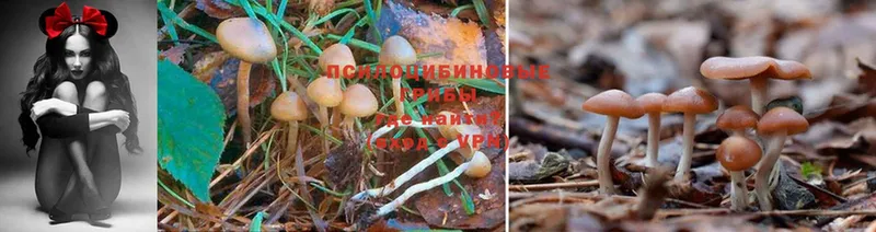 Галлюциногенные грибы Psilocybe  Донецк 